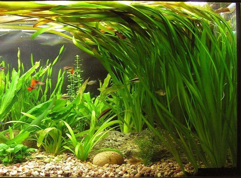 Vallisneria - Image 2