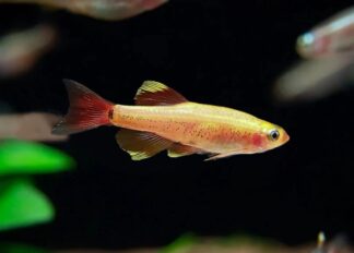 Gold White Cloud Mountain Minnow (Outdoor Bred)