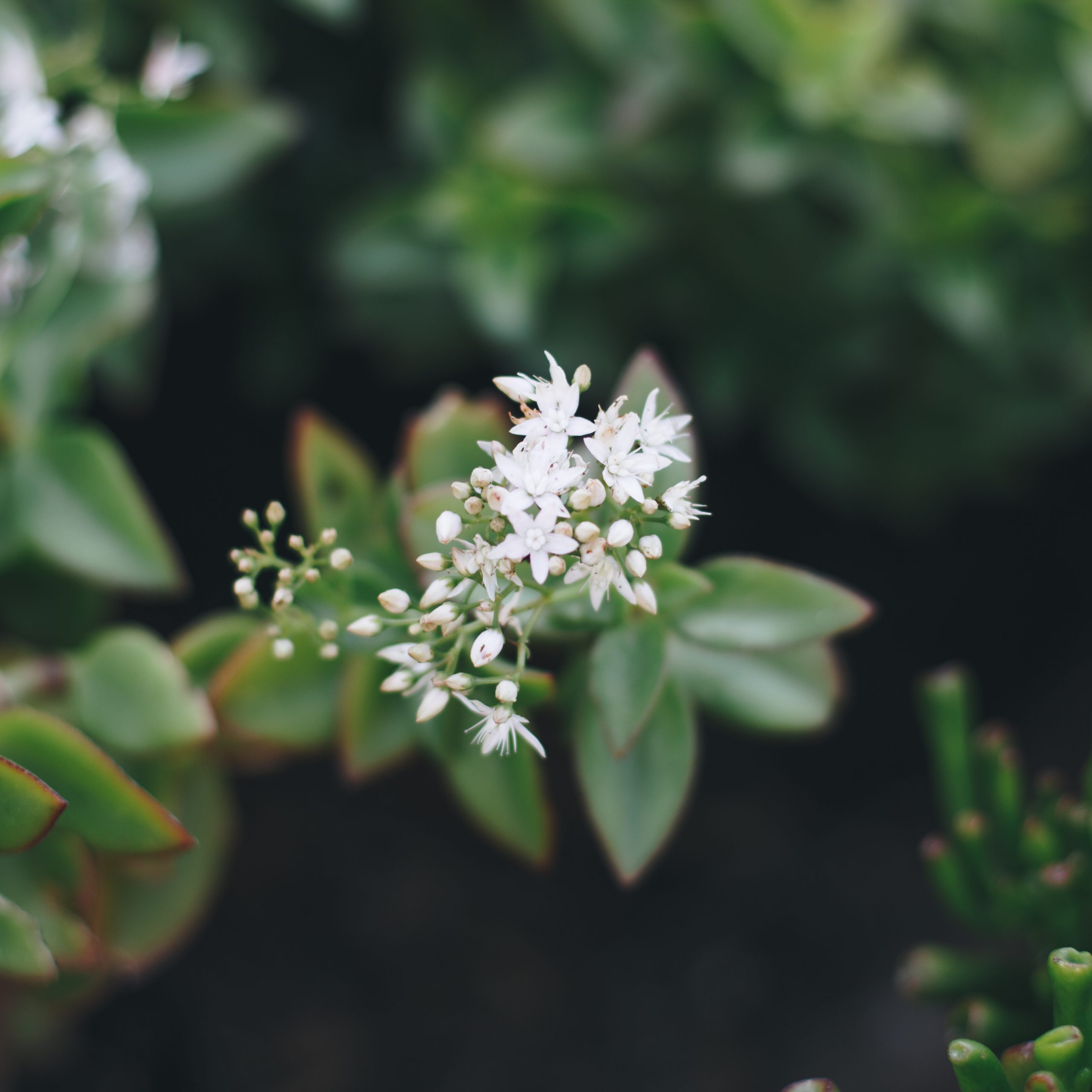 Crassula Sarmentosa – Trailing Jade Plant (Cutting) - Image 4