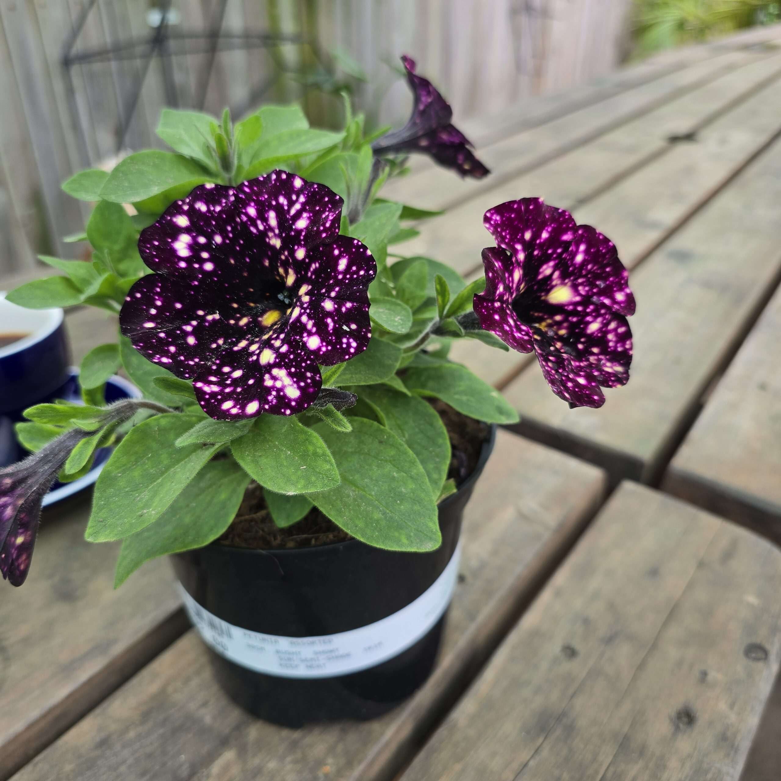Petunia Splashdance Magenta Mambo (Cutting)