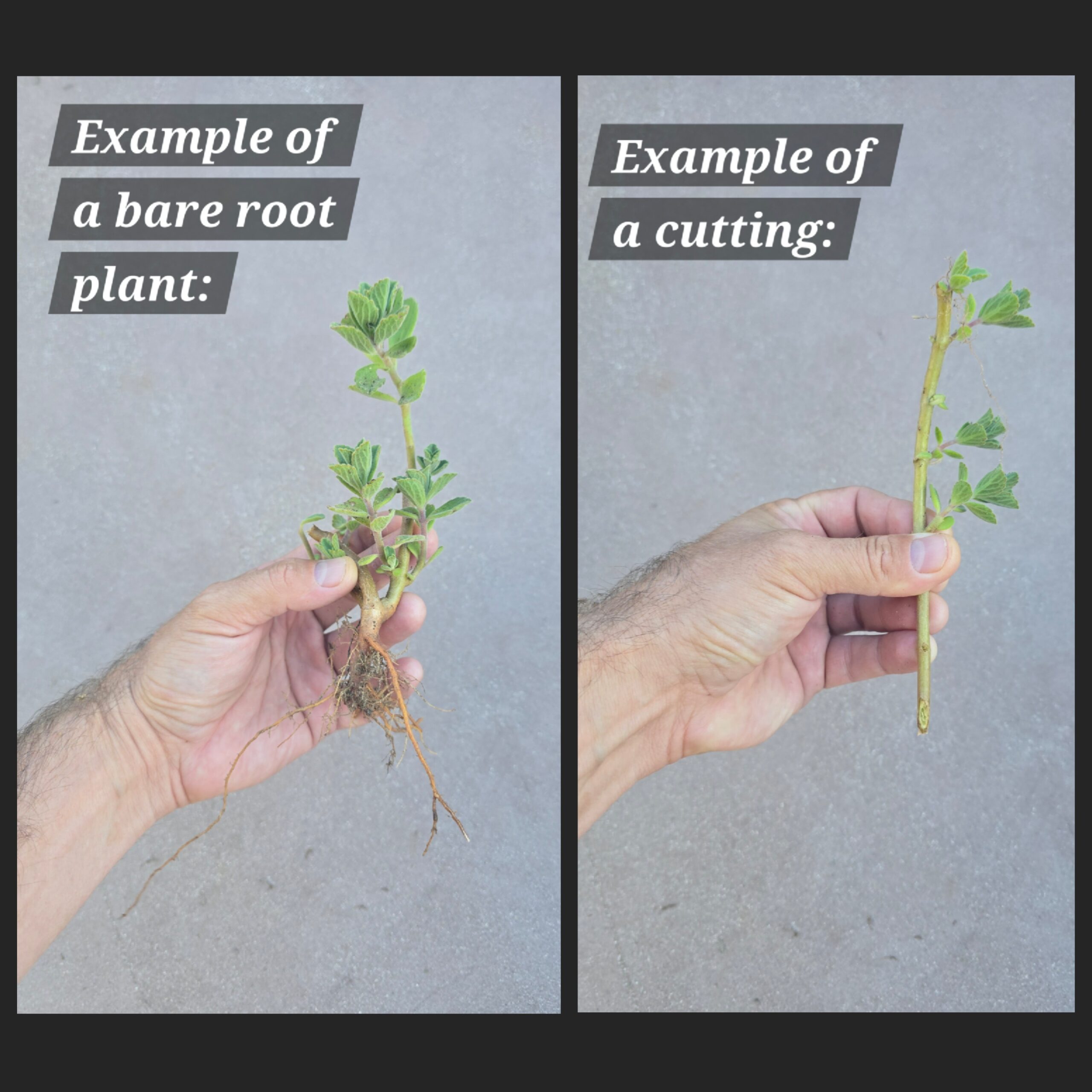 Coleus neochilus - Lobster Bush (Bare Root) - Image 2