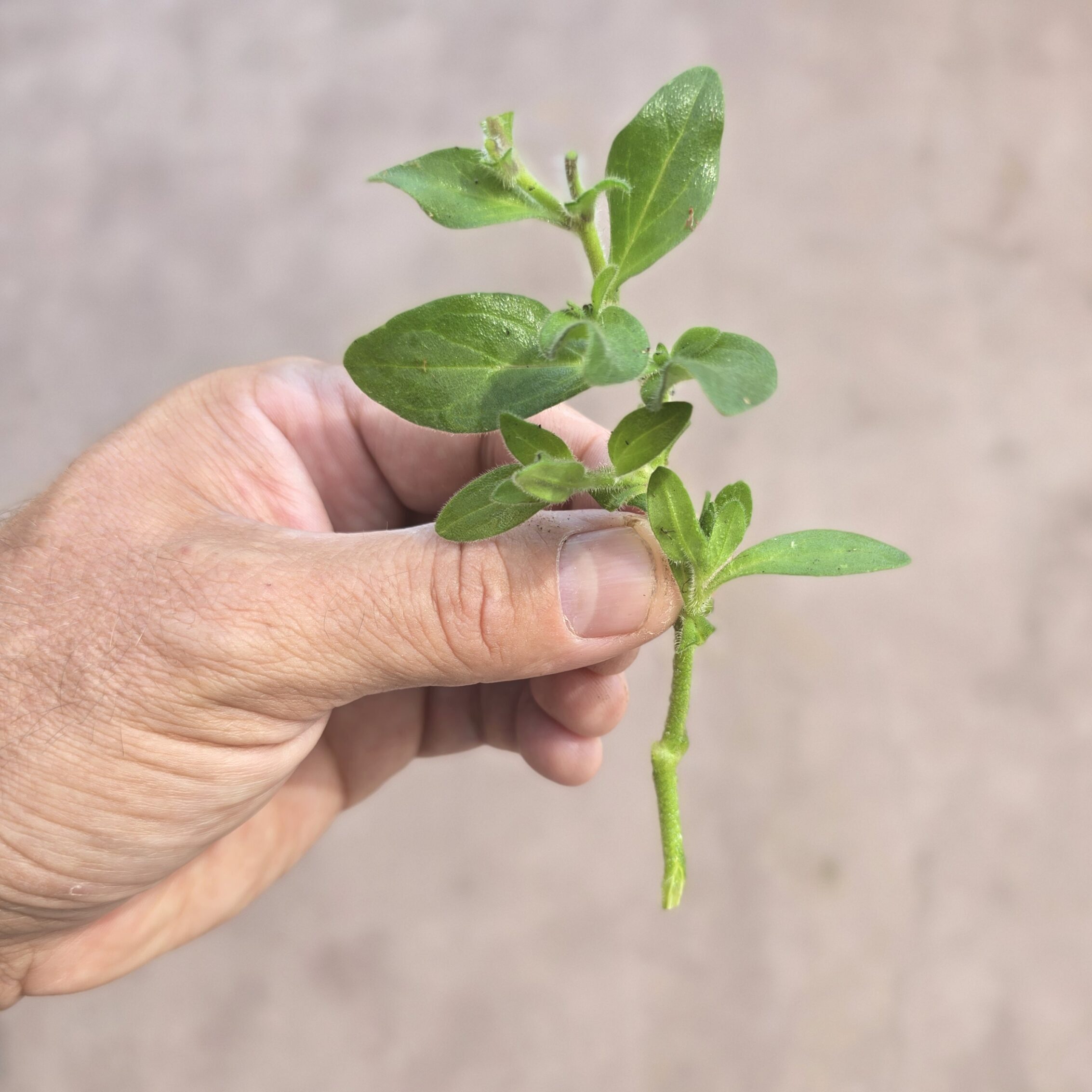 Petunia Appleblossom (Cutting) - Image 2