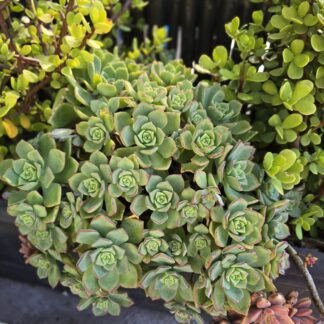 Aeonium Haworthii (Cutting)