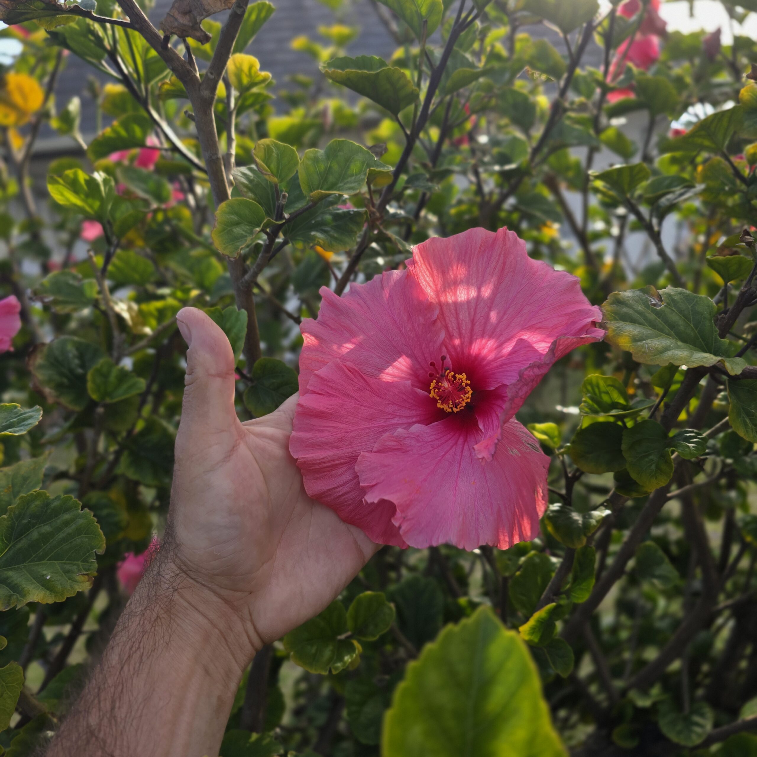 Hibiscus - Pink Large Flower (Cutting)