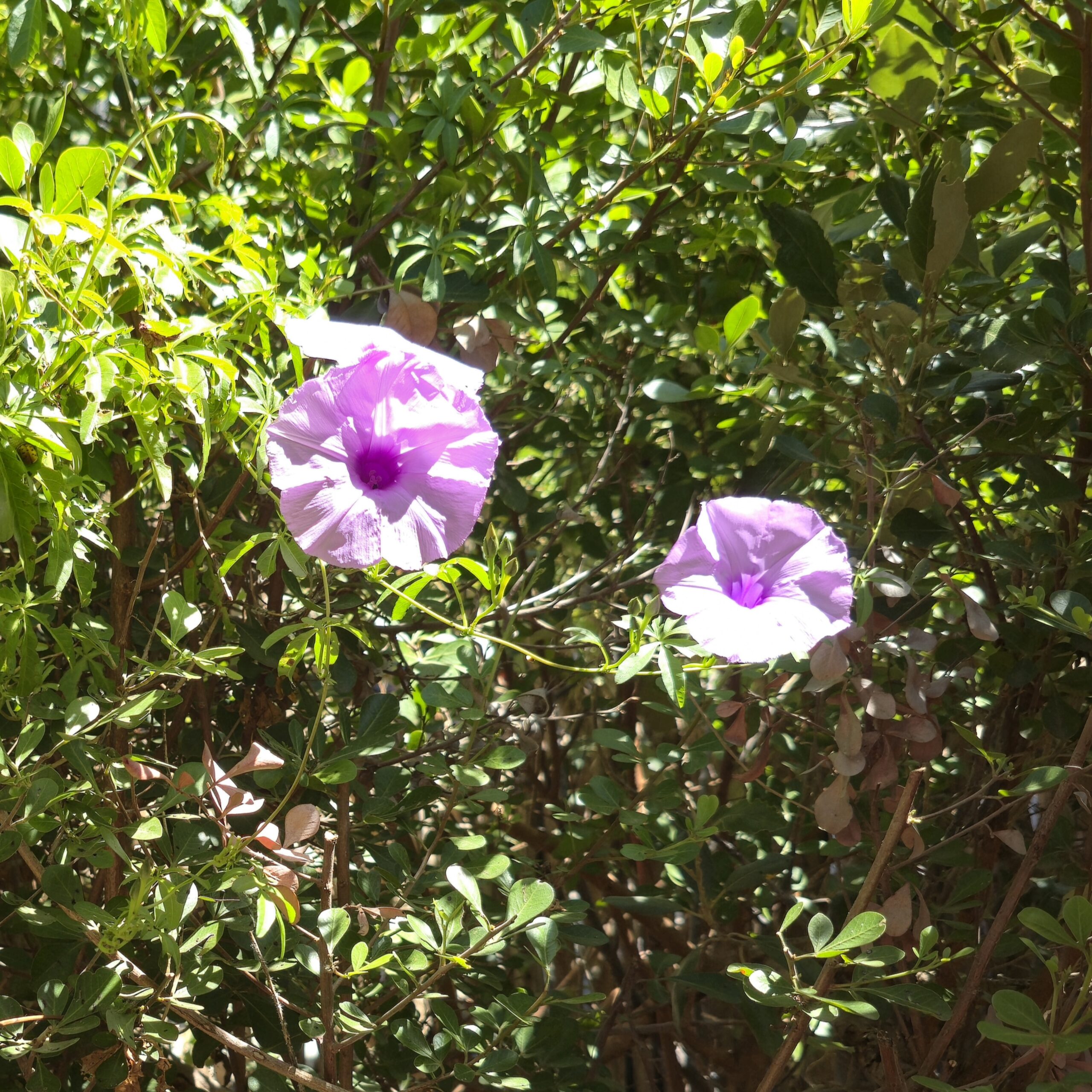 Coast Morning Glory Creeper - Ipomoea Cairica (Bare Root) - Image 4