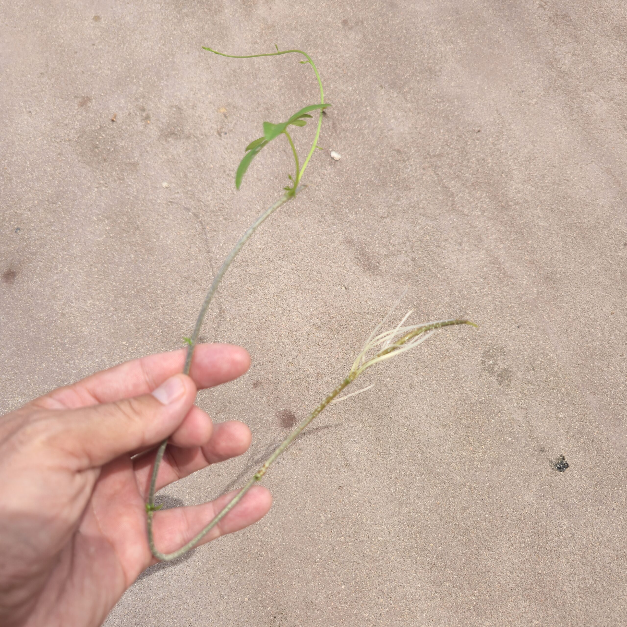Coast Morning Glory Creeper - Ipomoea Cairica (Bare Root) - Image 3
