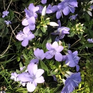 Bush Violet - Barleria Obtusa (Bare Root)