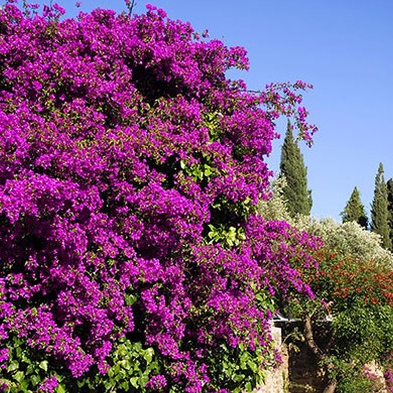 Bougainvillea - Magenta (Bare Root)