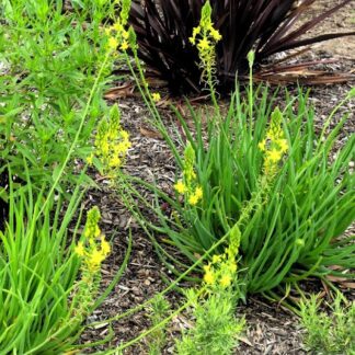 Bulbine Frutescens (Bare Root)