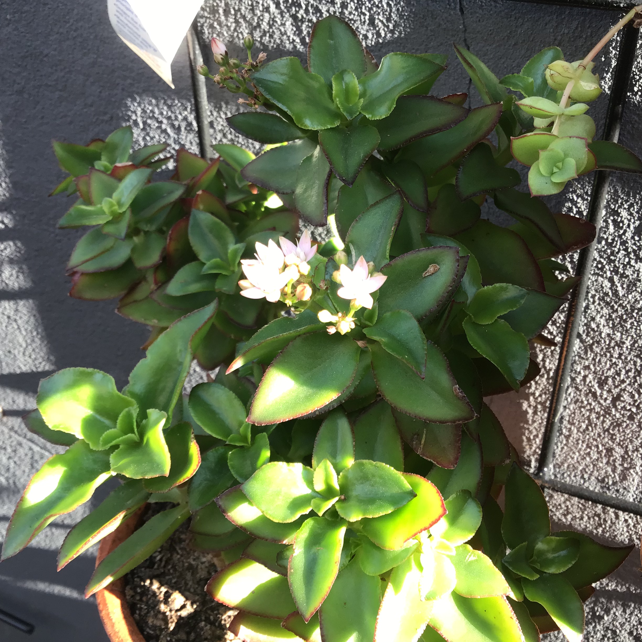 Crassula Sarmentosa – Trailing Jade Plant (Cutting) - Image 2