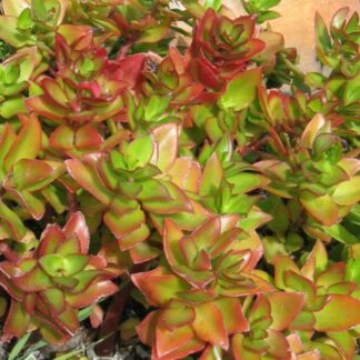 Crassula Sarmentosa – Trailing Jade Plant  (Cutting)