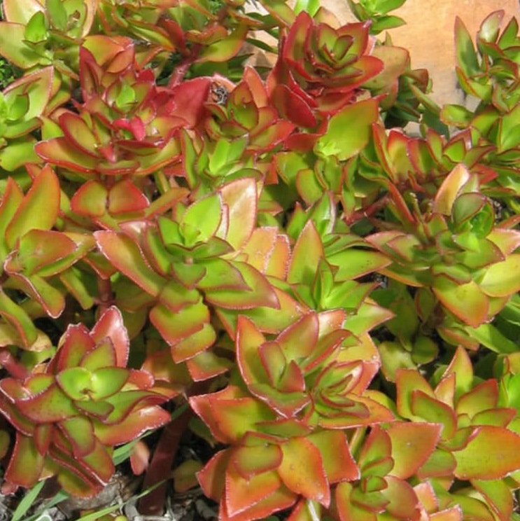 Crassula Sarmentosa – Trailing Jade Plant (Cutting)