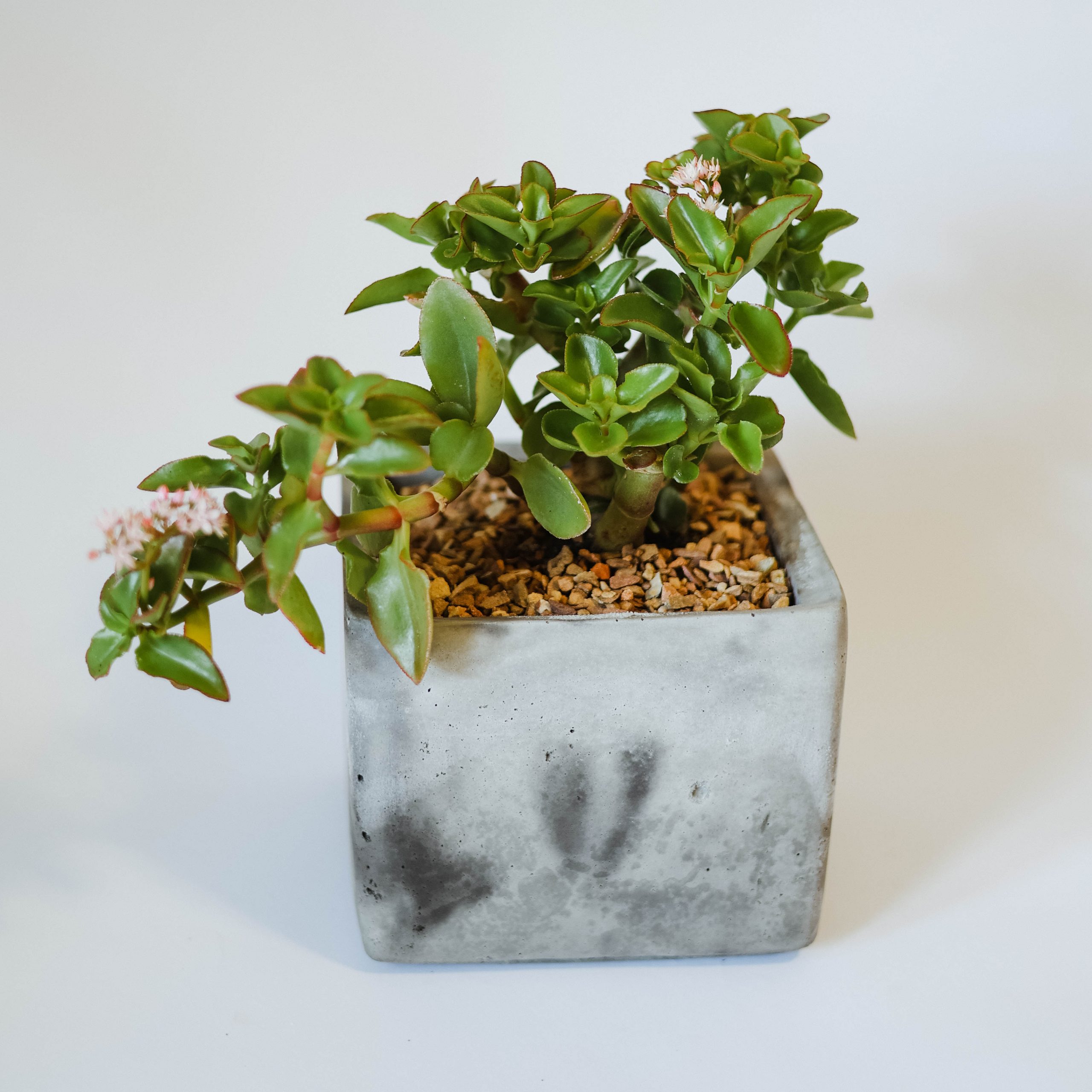 Crassula Sarmentosa – Trailing Jade Plant (Cutting) - Image 3