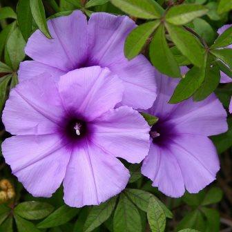 Coast Morning Glory Creeper - Ipomoea Cairica (Bare Root)