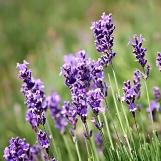 Lavender Margaret Roberts (Cutting)
