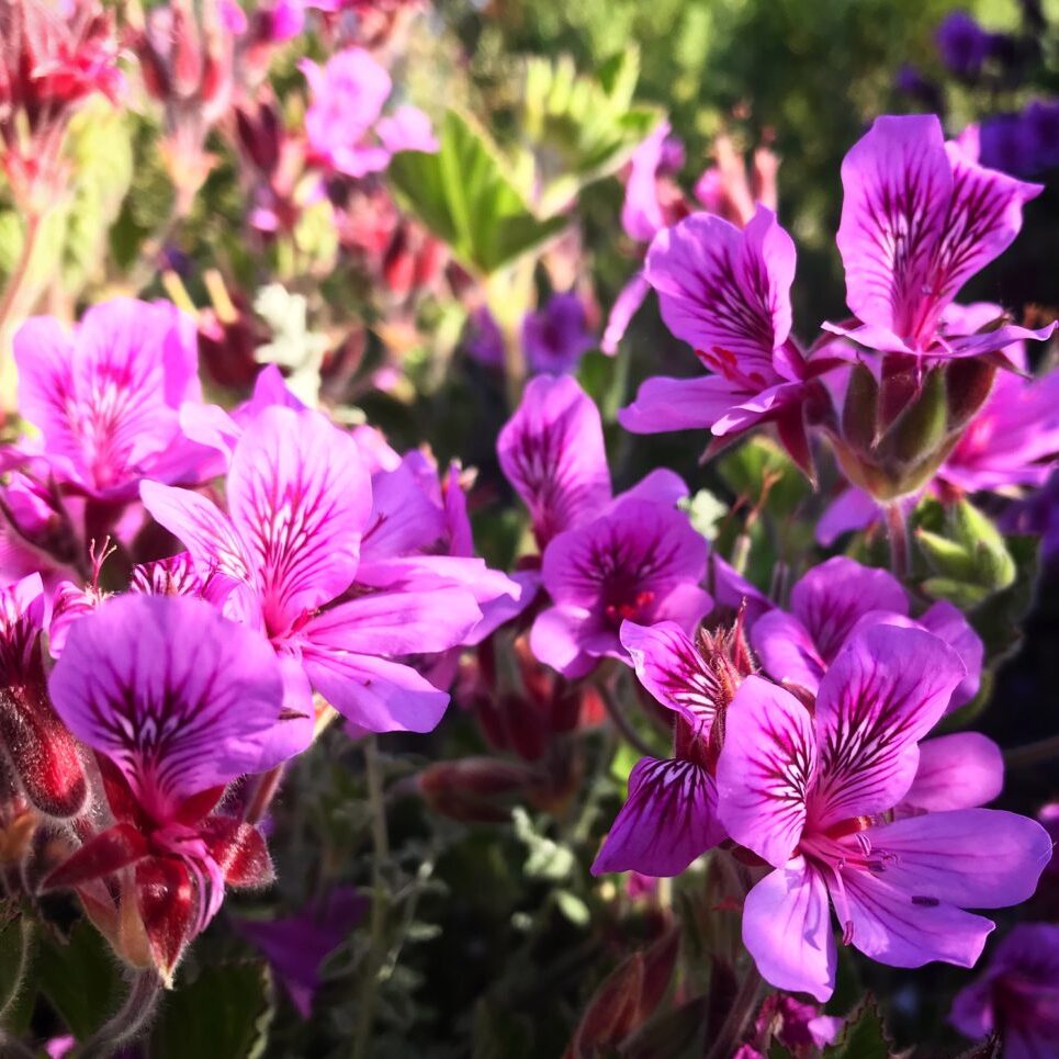 Pelargonium Cucullatum (Cutting)