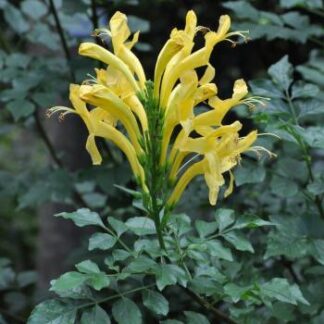 Cape Honeysuckle - Tecomaria Capensis - Yellow (Cutting)
