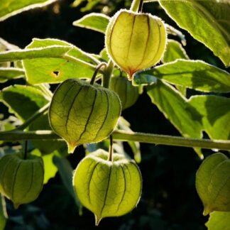 Physalis Peruviana - Cape Gooseberry (Cutting)