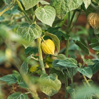 Garden Plants