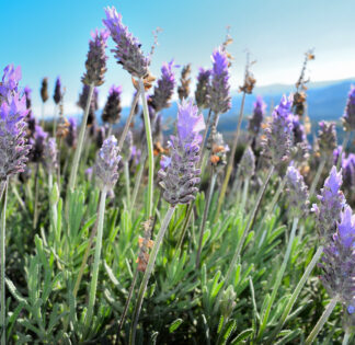 French Green Lavender (Cutting)