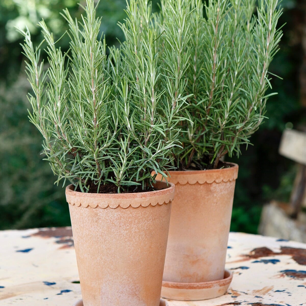 Rosemary (Bare Root)