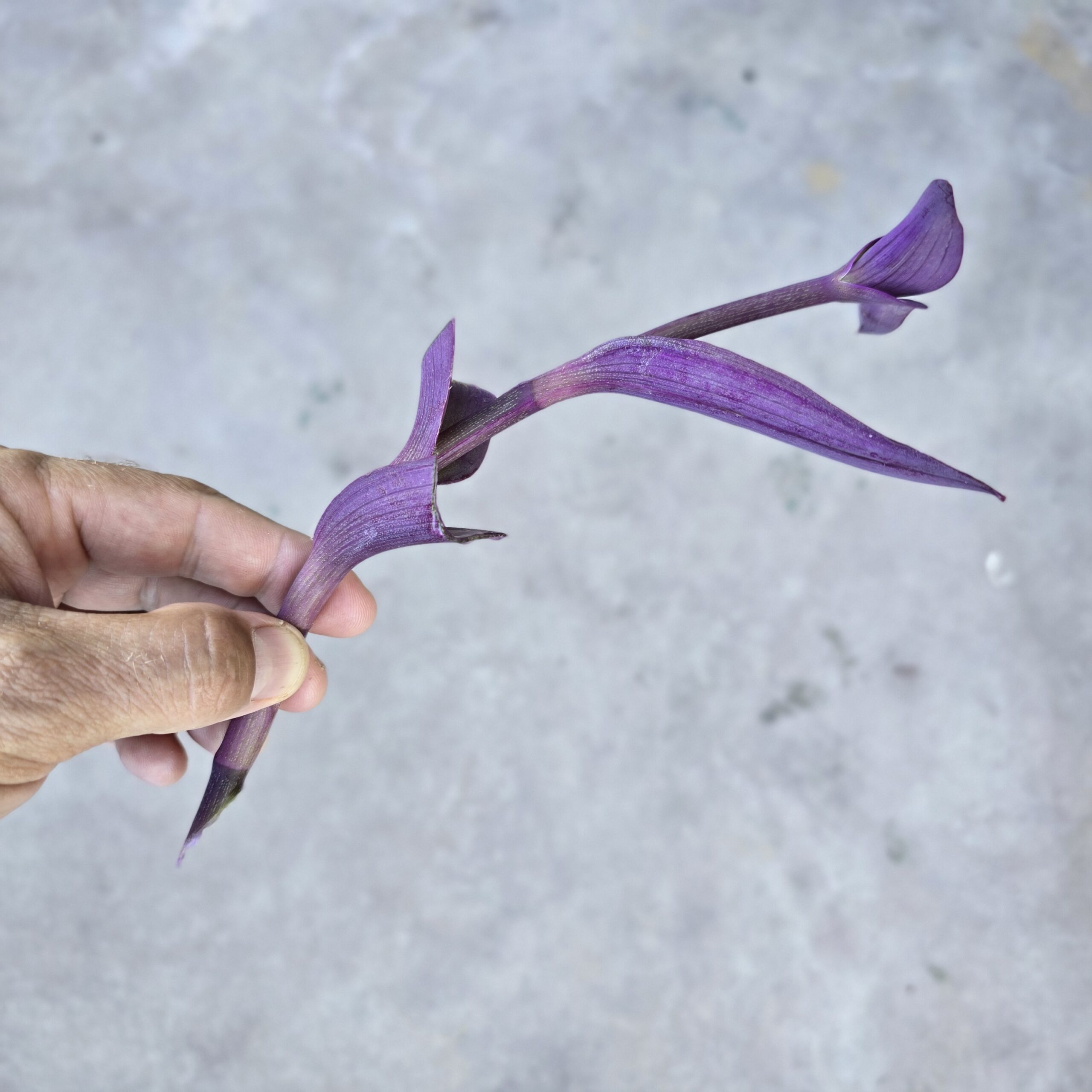 Purple Heart (Cutting) - Image 2