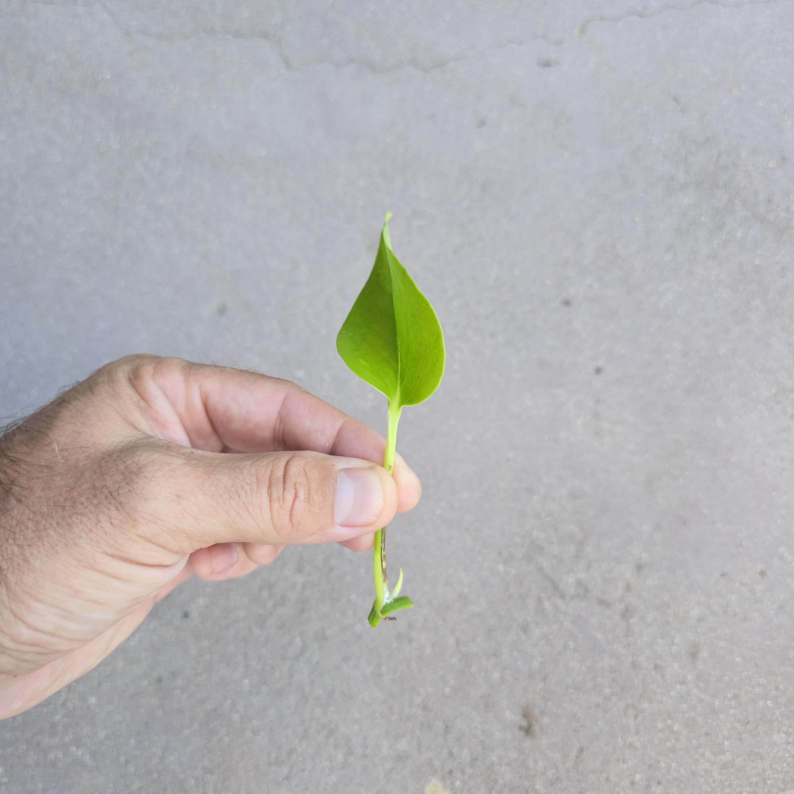 Pothos Neon Green (Cutting) - Image 2