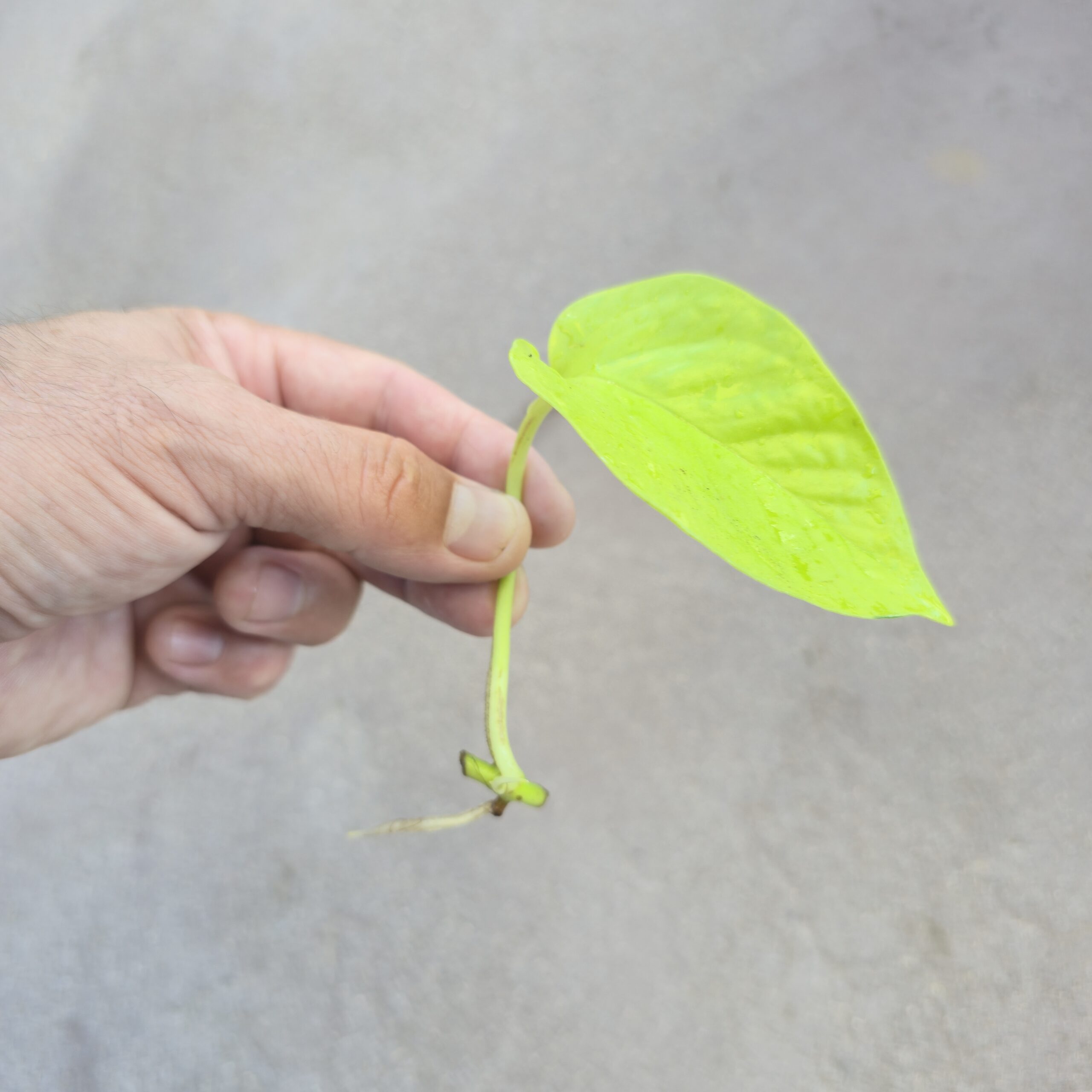 Pothos Neon Green (Bare Root) - Image 4