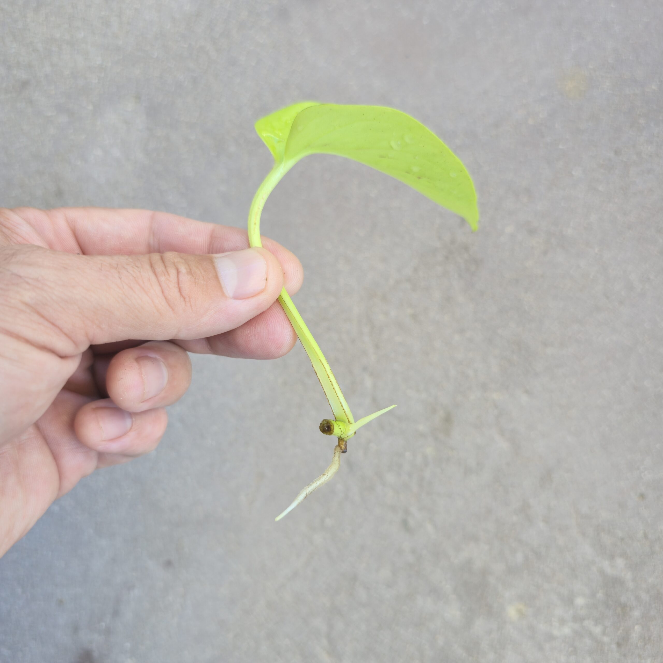 Pothos Neon Green (Bare Root) - Image 3