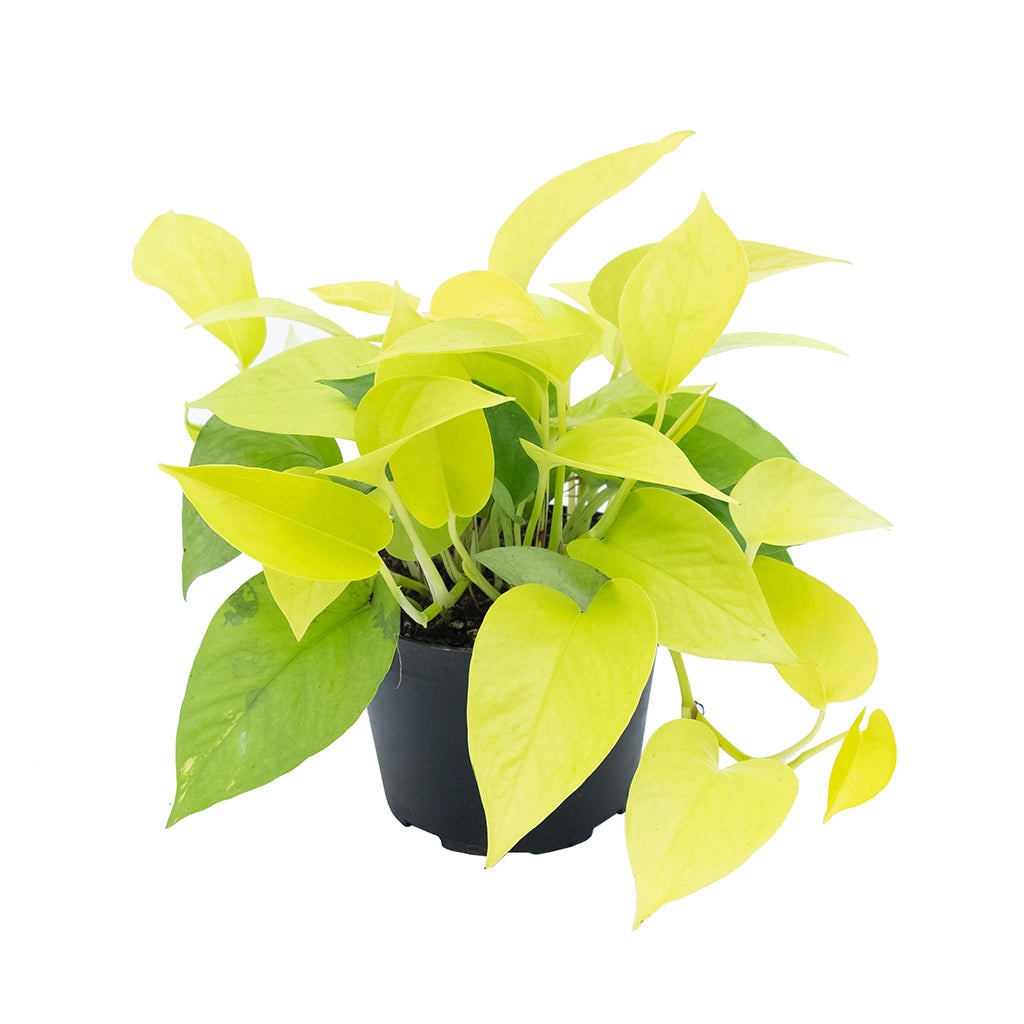 Pothos Neon Green (Bare Root)