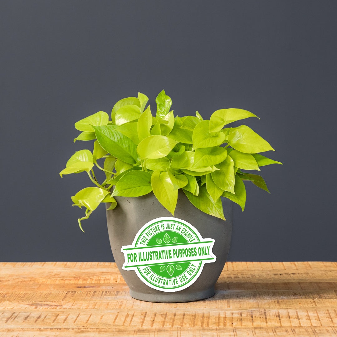 Pothos Neon Green (Bare Root) - Image 2