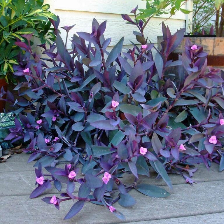 Purple Heart (Cutting)