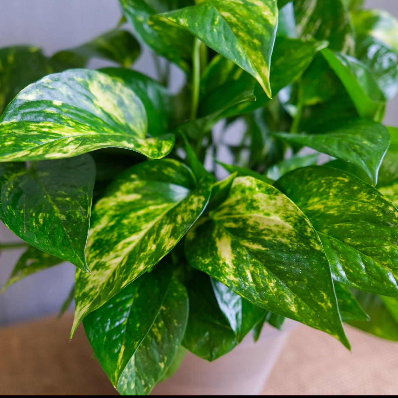 Pothos Golden (Cutting) - Image 2