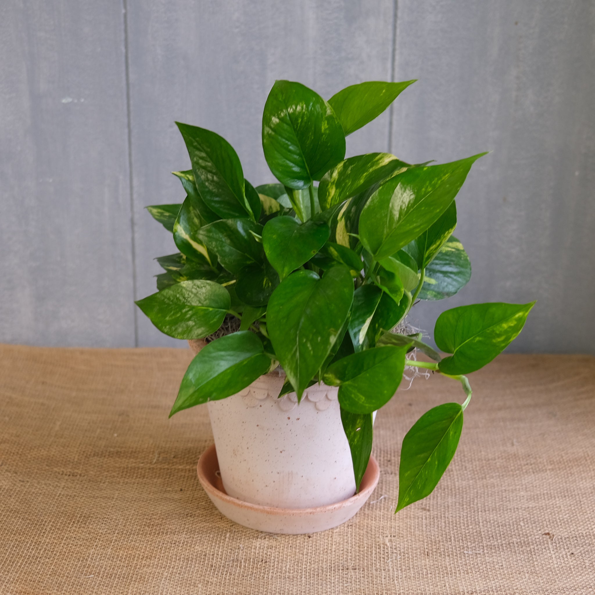 Pothos Golden (Cutting)