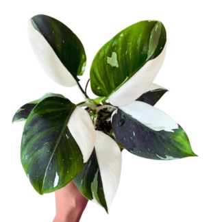 Philodendron White Princess (Bare Root)