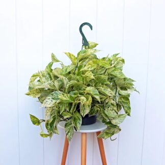 Pothos Marble Queen (Bare Root)