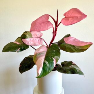Philodendron Pink Princess (Bare Root)