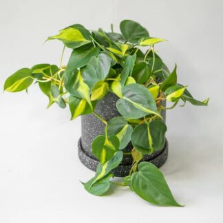 Philodendron Hederaceum Brazil (Cutting)
