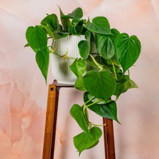 Philodendron Hederaceum Micans (Bare Root) (Copy)