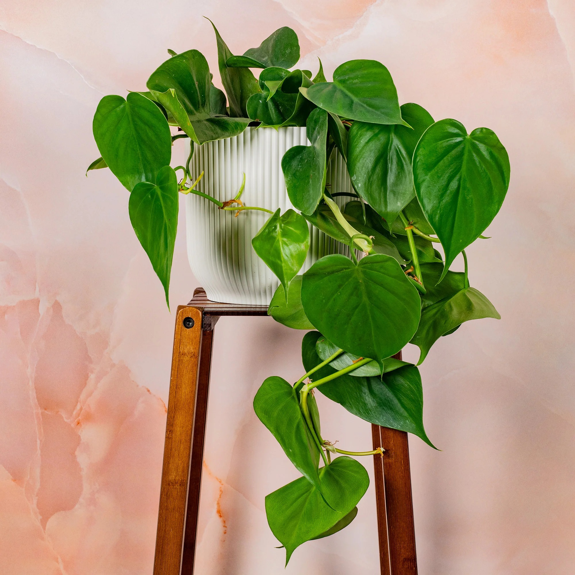 Philodendron Hederaceum Micans (Bare Root) (Copy)