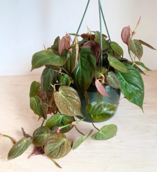 Philodendron Hederaceum Micans (Bare Root)