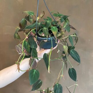 Philodendron Hederaceum Micans (Bare Root)