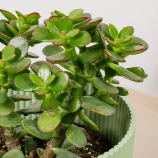 Jade plant - Crassula Ovata (Cutting)